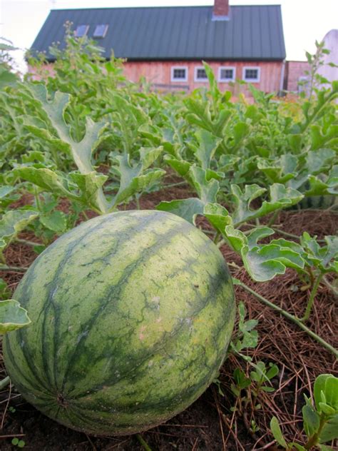 Watermelon farm near me - Thayn Farms: (435) 817-3280. Vetere Farms: (435) 820-0158 or (435) 820-8977, tim.vetere@gmail.com. History of . Melon Days. Green River, Southeastern Utah’s prime melon-growing spot, is renowned as the home of the world’s best melons. Melons like sandy soil and desert climates and Green River has both in heavy supply, resulting in a happier ...